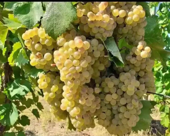 Struguri de vin calitate excelenta