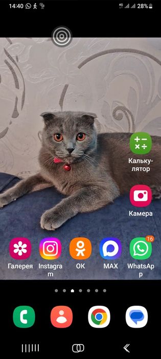 Котята британцы короткошерстные