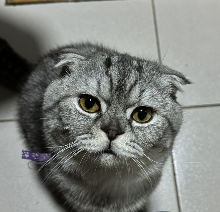 Продается кот скотиш фолд