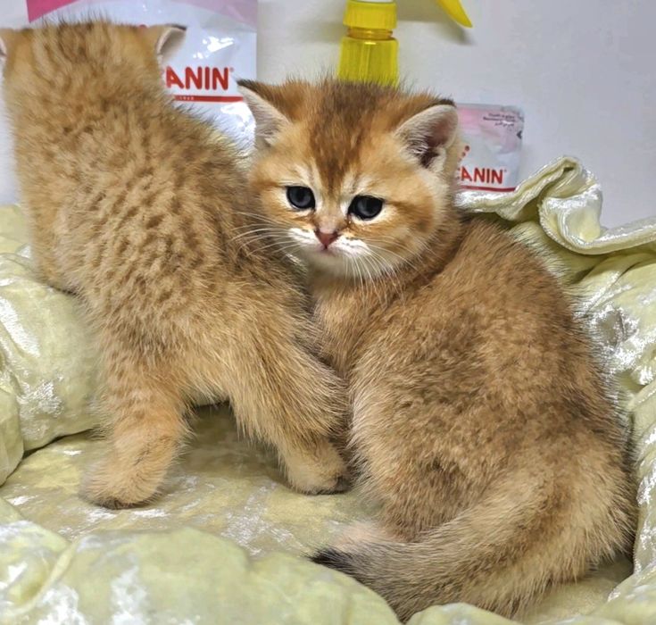 Шиншиллы британские. серебряные.