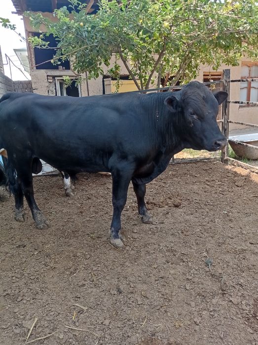 Angus gibrit bilan mikimavus