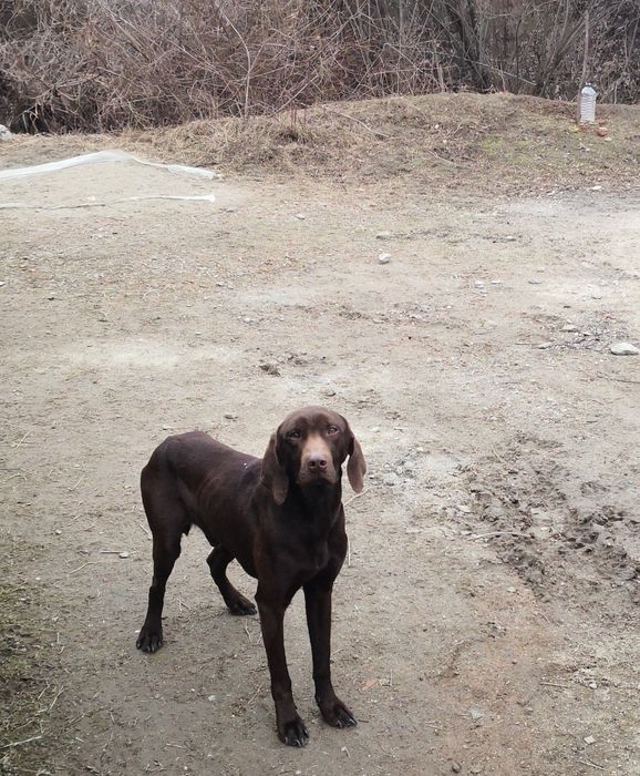 Brac german pentru donație