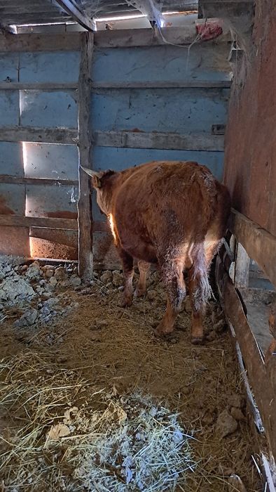 Продам 2 бычков на мясо или развод