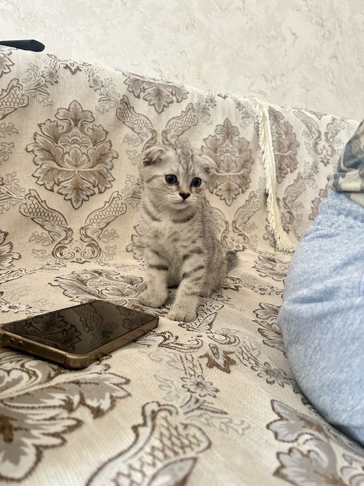 Чистые домашние котенки