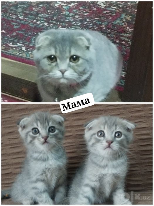 Мушукчалар сотилади