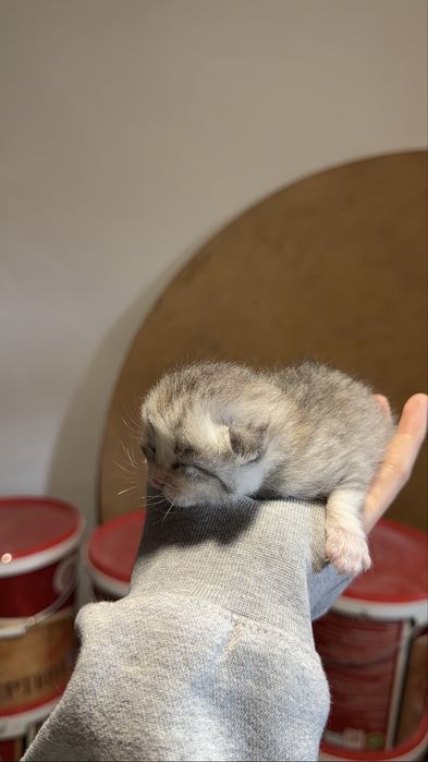 Котята, 1 месяцев