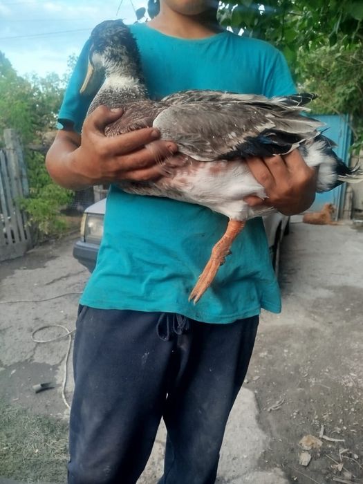 Срочно продам уток