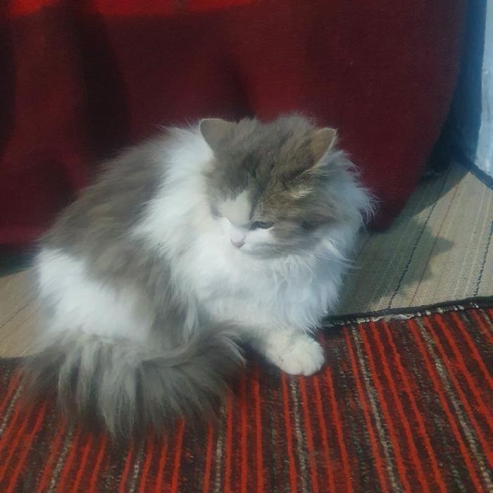 Скоттиш страйт длинношёрстных