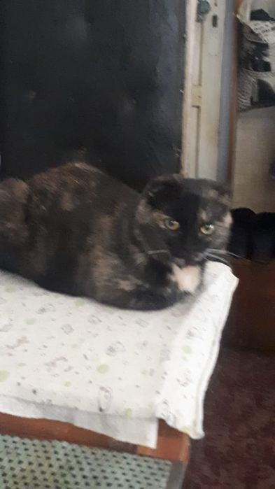 Срочно продам кошку