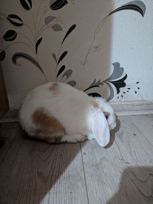 Vând iepuri mini lop (berbec pitic)