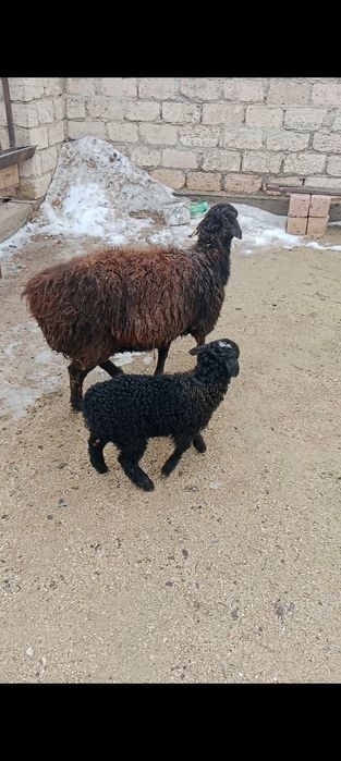 Қозылы қой сатылады семіз