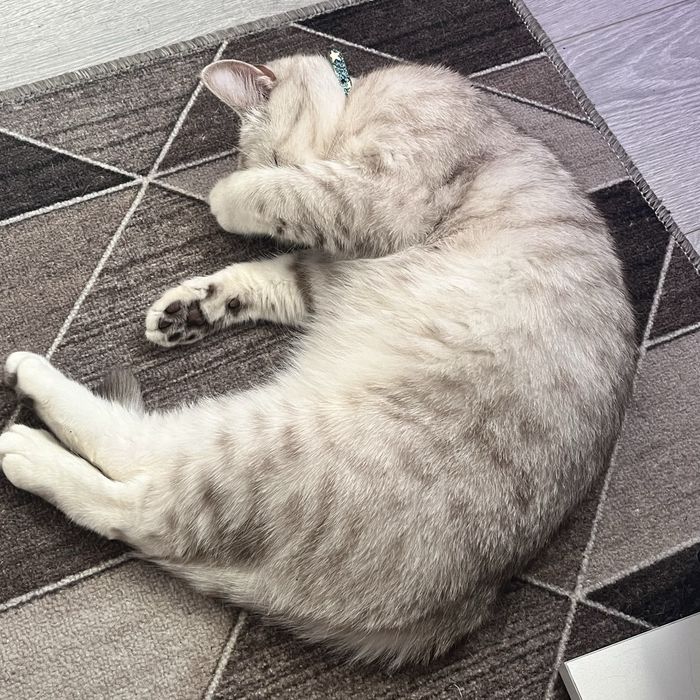 Продам белую британскую кошечку