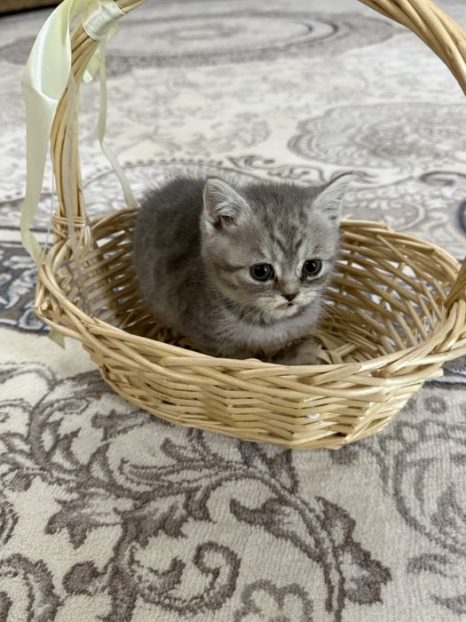 Продаётся котята
