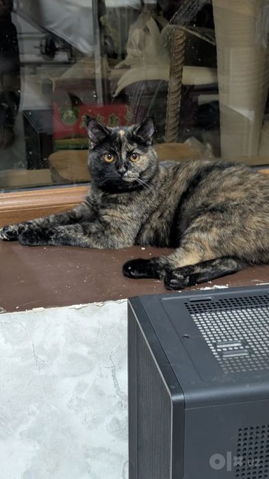 Отдам даром котенка и кошку