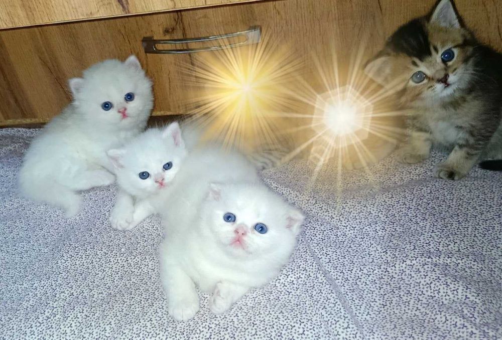 Продаются шикарные элитные  котята