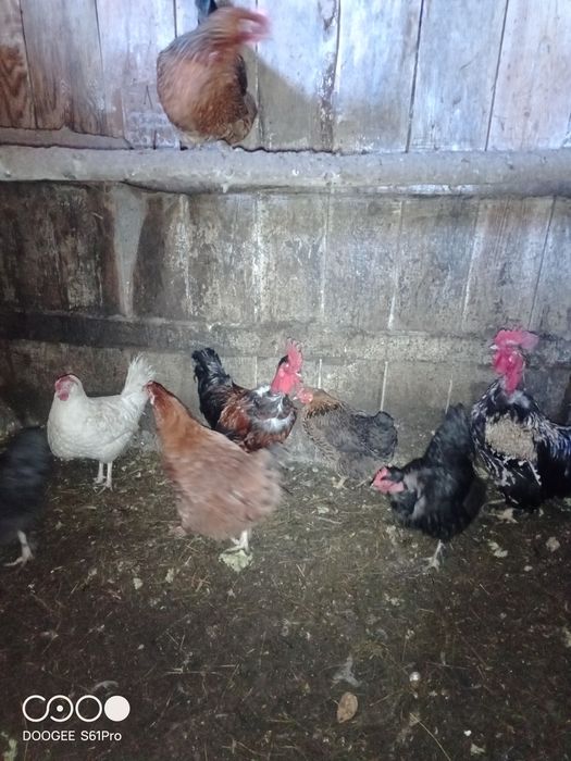Продам кур домашних