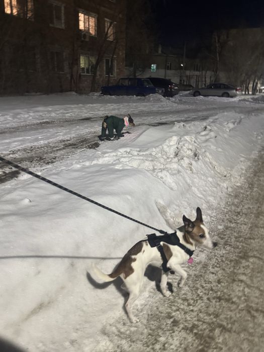 Ищем прежних хозяев!