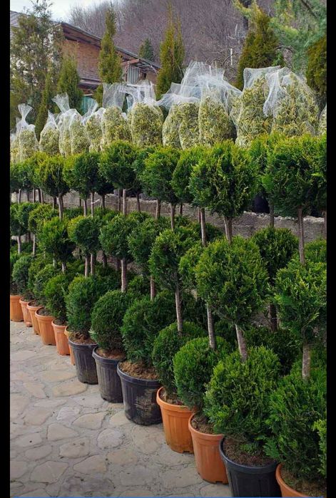 Plante de gradina Tuia Magnolia  Mesteacăn trandafiri Glicina