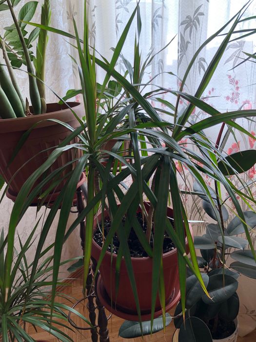 Продам домашние цветы