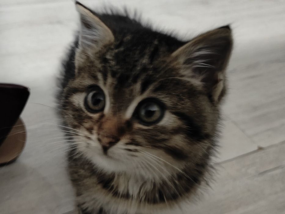 Только в добрые руки