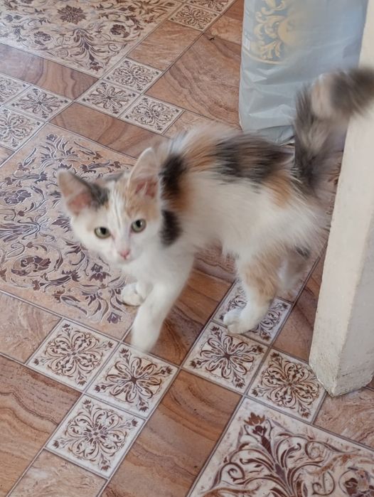 Отдам котенка в добрые руки