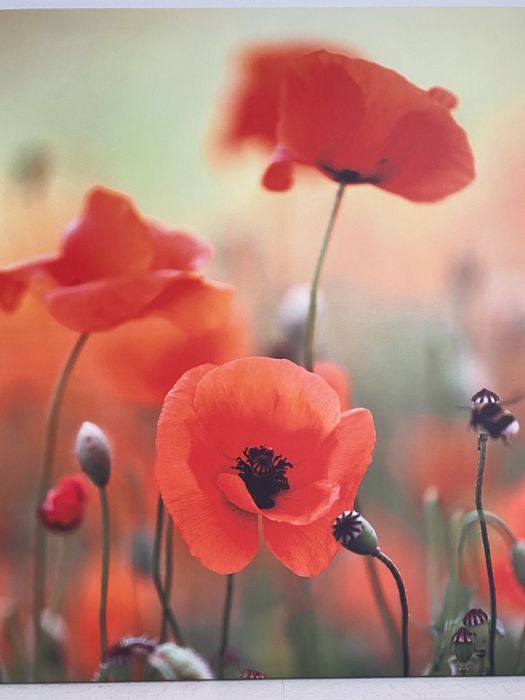 Tablou cu maci pe pânză