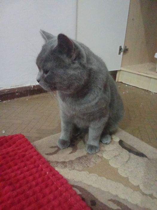 Котик в самые любящие руки