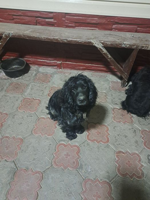 Руский  Спаниель