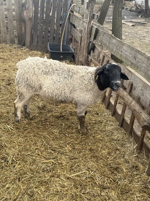 Vand sau schimb doi berbeci si o oaie Dorper