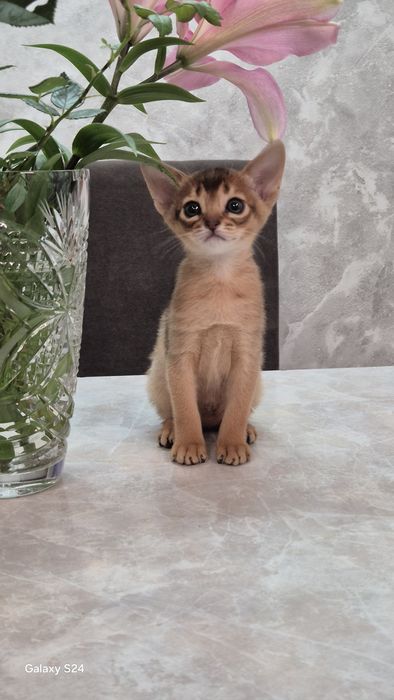 Абиссинские котята