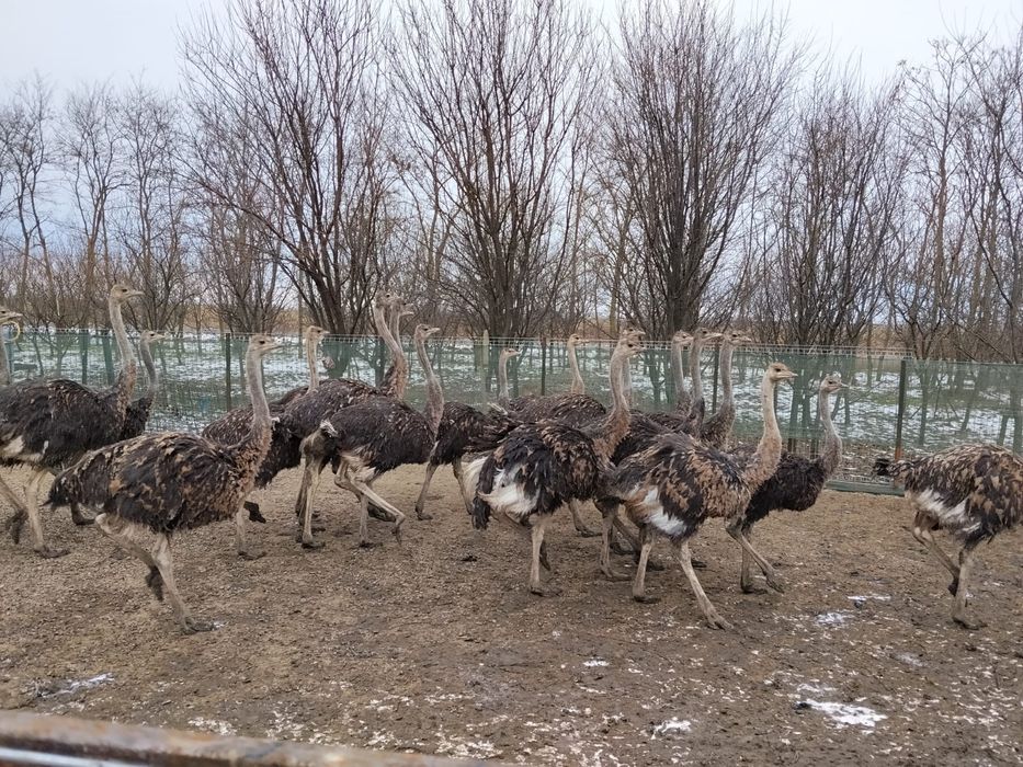 Vand 20 struți,urgent.Pret 350 € bucata