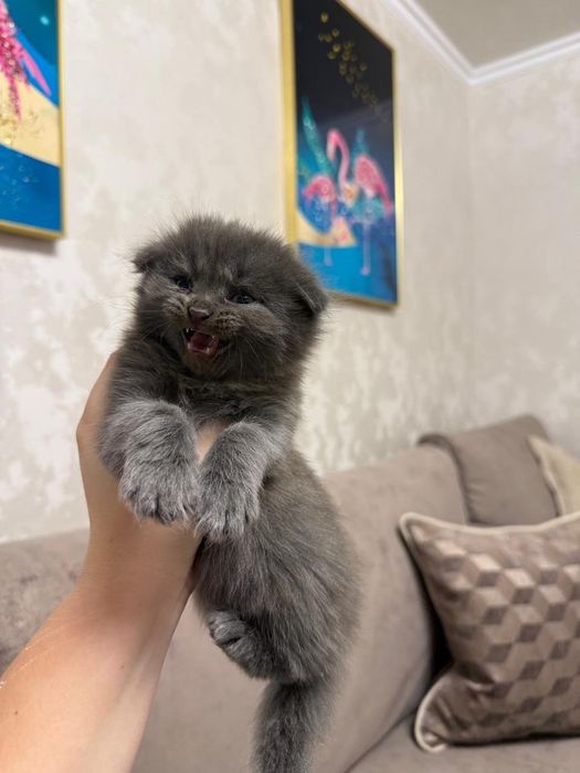 Шотландские котята