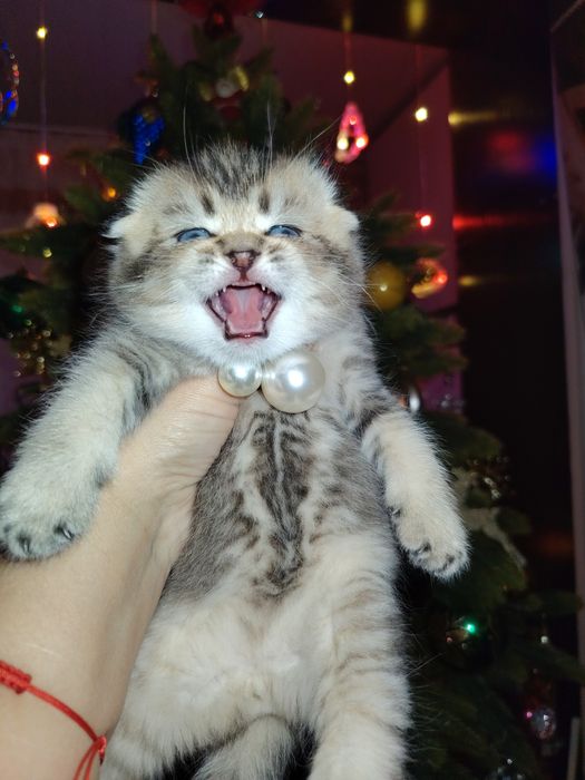 Продаются шикарные чистокровные котята скоттиш фолд