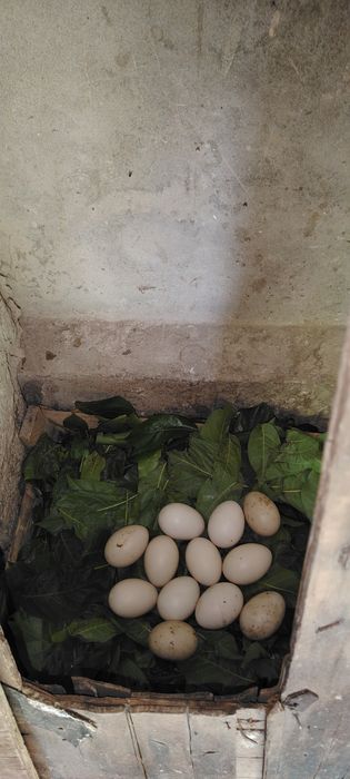 Индоутка жужалари сотилади