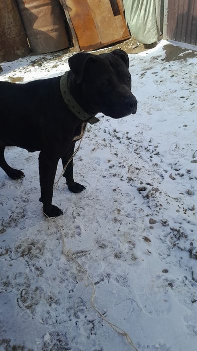 Продам питбуль сучка 2.5 года