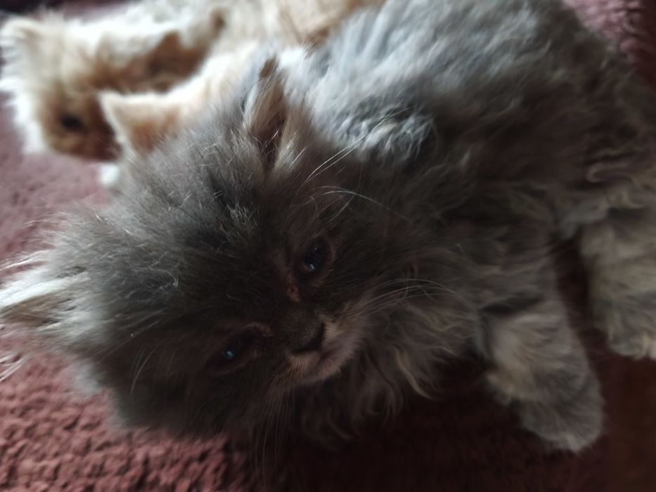 Персийски котенца