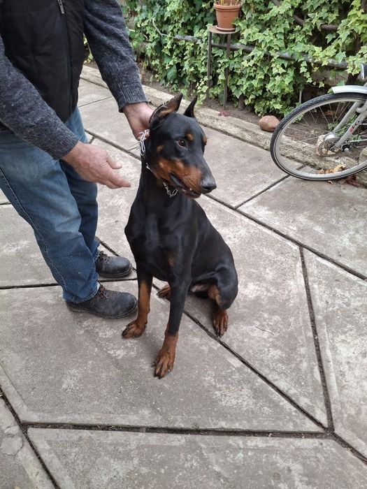 Vând Câine Doberman