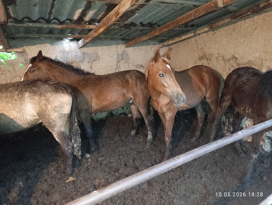 Продам жирных коней