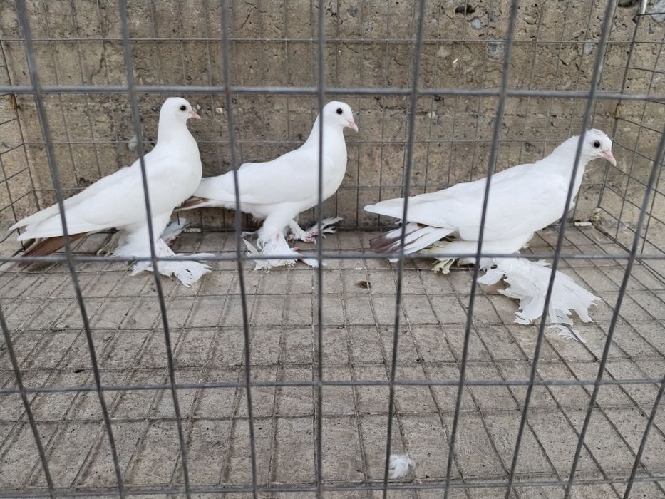 Голуби краснохвостыйе