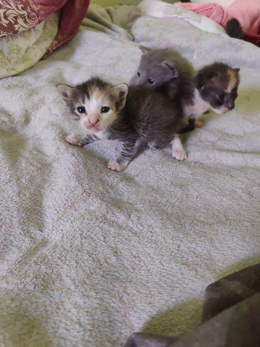 Котята бесплатно, 1 мальчик, 2 девочки