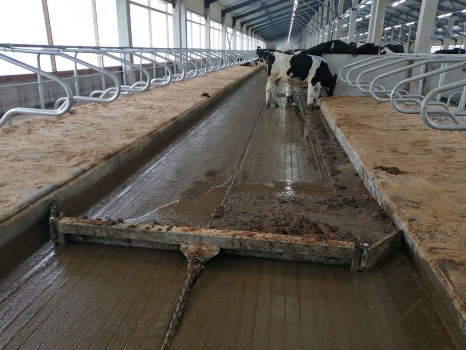 Дельта скрепер ( Оборудование для удаление навоза) Гўнг суриш ускунаси