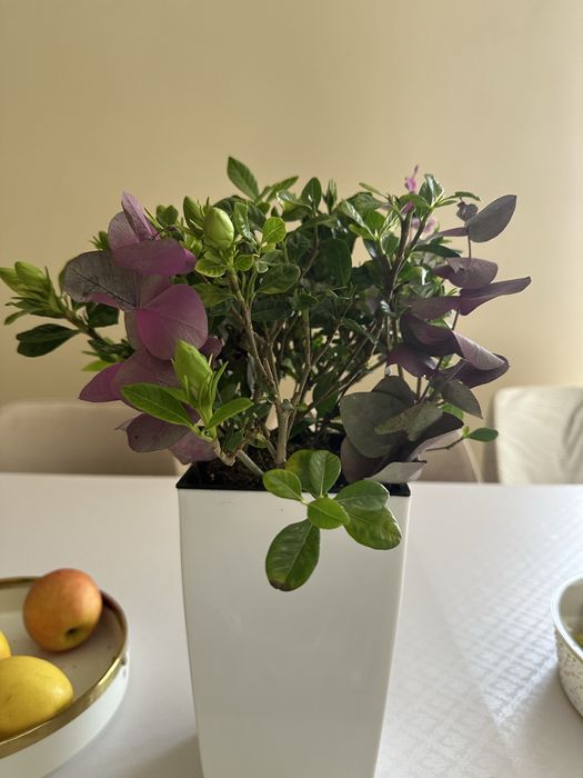 Фитодизайнер / Интерьерный озеленитель