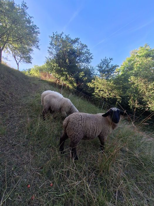 Vand berbecuti suffolk