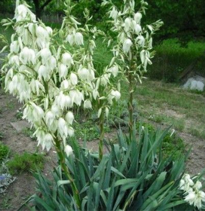 Yucca de grădină/ ghiveci ornamentală