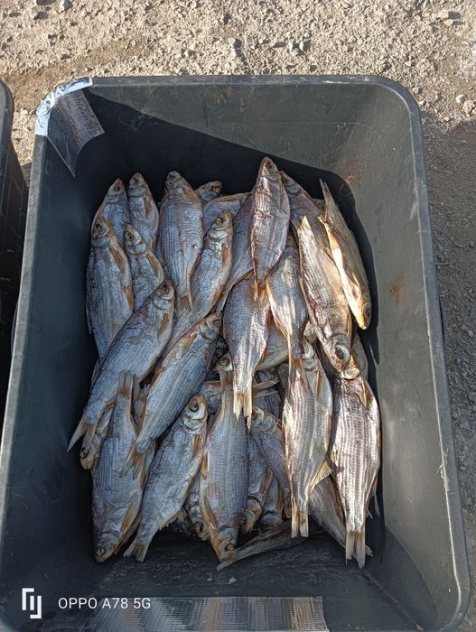 Сушеная рыба. Рыбец