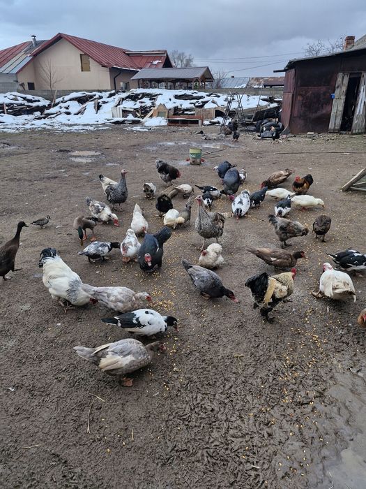 Vând rațe tinere de prasira sau de tăiat
Rățoi 100lei buc 4-5 kg
Rațe