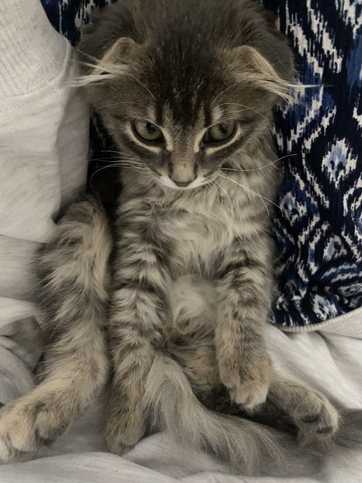 Отдам Котенка в добрые руки!