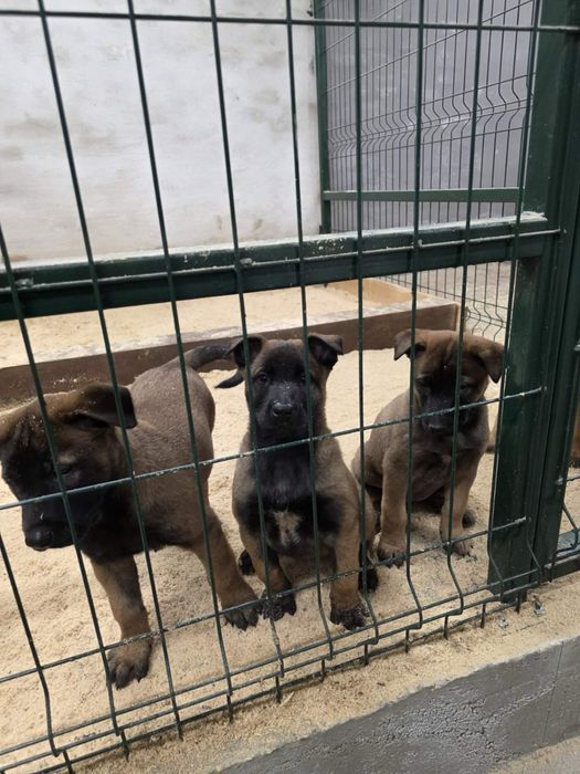 Белгийска овчарка-Малиноа