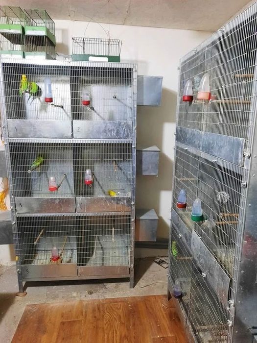 Vand colivii papagali boxe reproducere