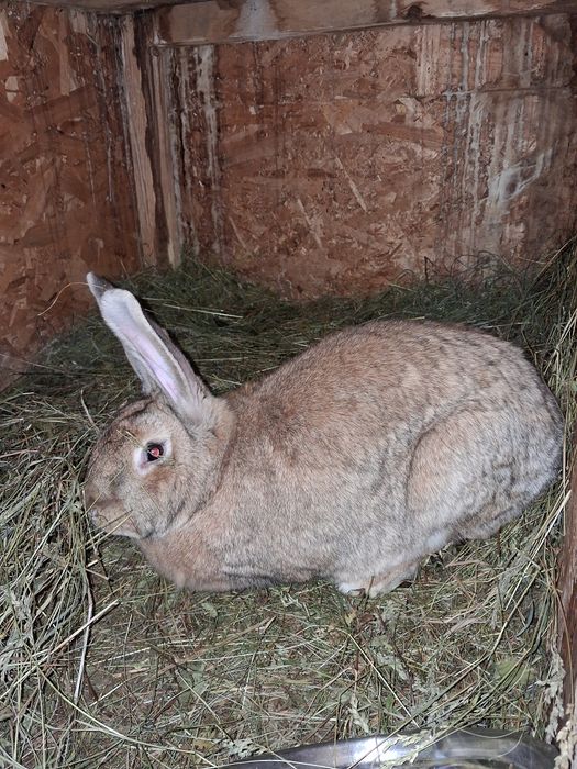 Vând femele gestante hycole francez